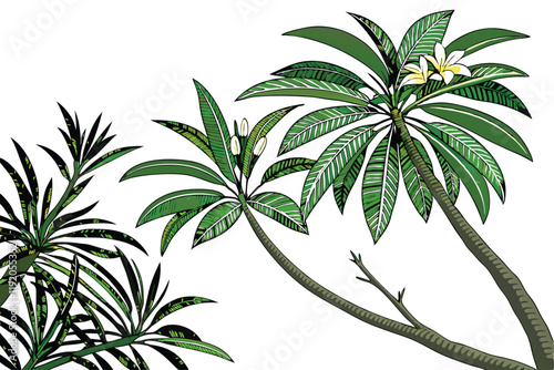 tropical palm fronds, vibrant green leaves, botanical illustration, white background, detailed leaf texture, natural light, photorealistic, high contrast, isolated plant specimen, lush foliage, archin