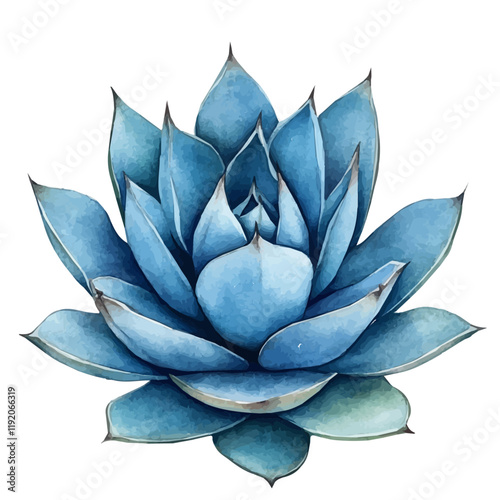 A watercolor drawing of a blue agave, isolated on a white background. Blue Agave vector.
