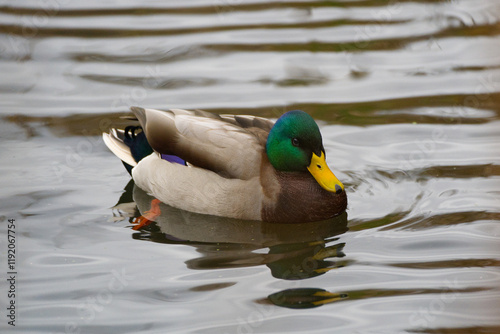 Male mallard duck in reflective water swimming