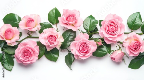 horizontal spray of fresh pink roses, layered petals with detailed texture, deep green leaves providing natural contrast, artistically scattered petals, pure white background, professional botanical