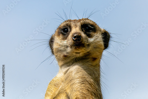 Meerkat on sentry duty