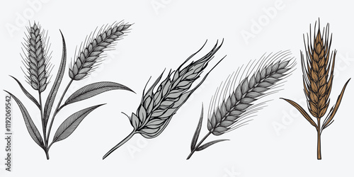 Wheat field isolated wheat ears vector set illustration on white background.
