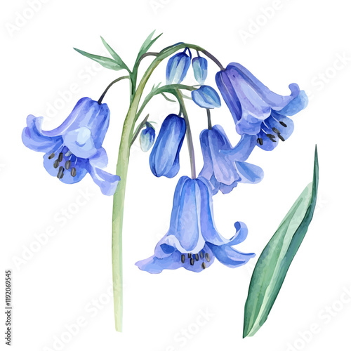 A watercolor vector of a bluebell, isolated on a white background. Bluebell vector.
