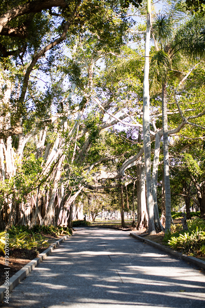 Obraz premium Beautiful Banyan Trees in Sarasota, Florida on a sunny day