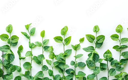 Lush green leaves border on white.  Perfect for spring, nature, or growth themes