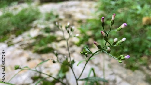 Viideo of wild grass growing around the walls of the house photo