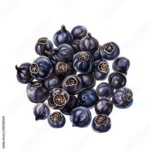 A watercolor of black pepper, isolated on a white background. Black Pepper vector.

