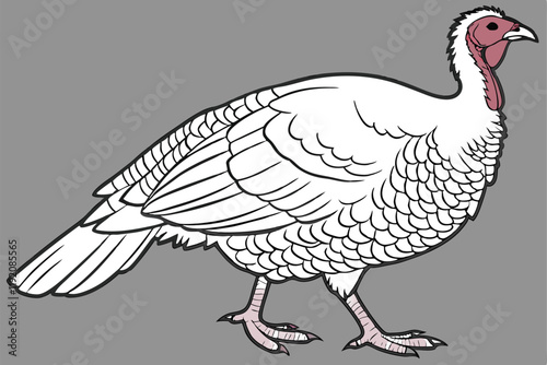 white turkey, detailed feathers, plump body, red head and wattle, pink legs, standing pose, realistic rendering, studio lighting, gray background, high contrast, photorealistic, 4k resolution, nature 