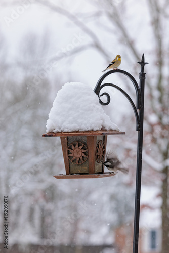 Snow covered birdfeeder with birds on black iron hook