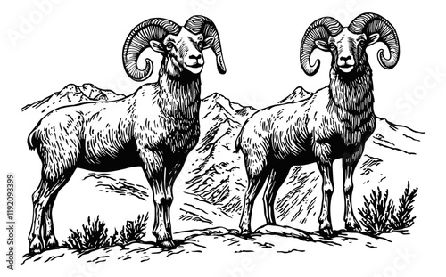 big horn ovis sheep engraving black and white outline