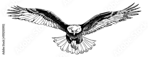 bald eagle fly engraving black and white outline
