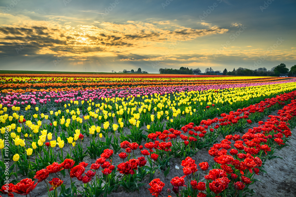 Field full of colorful tulips Field full of colorful tulips