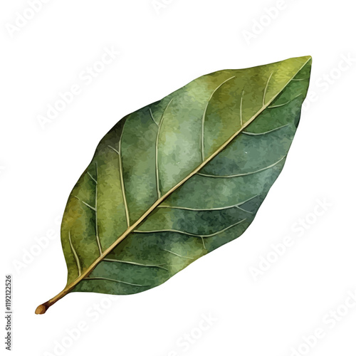 A watercolor vector of a Bay Leaf, isolated on a white background. Bay Leaf vector.
