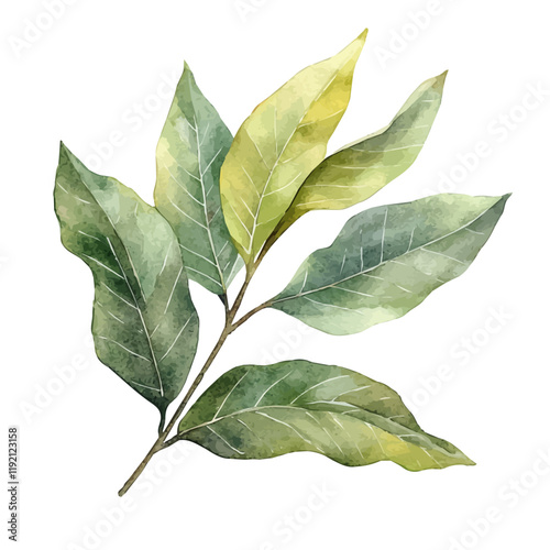 A watercolor vector of a Bay Leaf, isolated on a white background. Bay Leaf vector.
