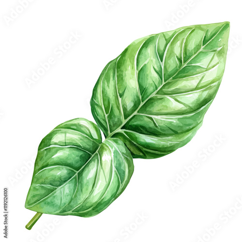 A watercolor vector of a Basil Leaf, isolated on a white background. Basil Leaf vector.
