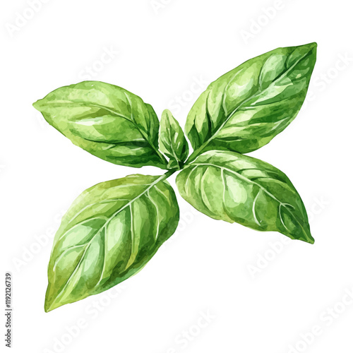 A watercolor vector of a Basil Leaf, isolated on a white background. Basil Leaf vector.

