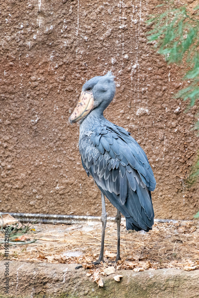 Fototapeta premium Shoebill (Balaeniceps rex) in a zoo