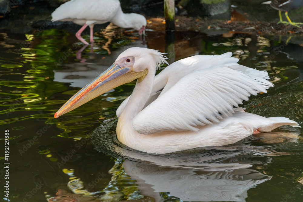 White Pelican (Pelecanus onocrotalus ) on water