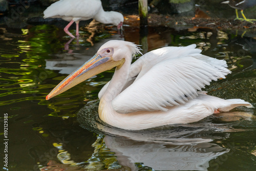 Obraz na płótnie White Pelican (Pelecanus onocrotalus ) on water w salonie