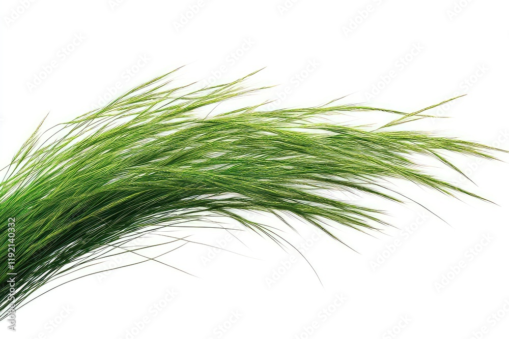 A peaceful image of grass blowing in the wind, captured in a close-up with a clean white background for a minimalist aesthetic. A peaceful image of grass blowing in the wind, captured in a close-up with a clean white background for a minimalist aesthetic.