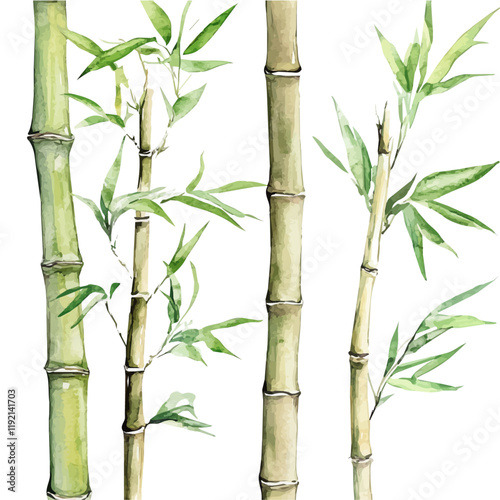 A watercolor vector of Bamboo, isolated on a white background. Bamboo vector.
