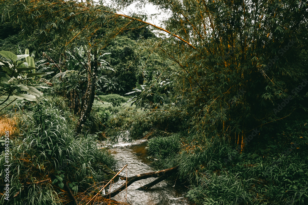 Rushing Stream in Lush Tropical Forest in Panama Rushing Stream in Lush Tropical Forest in Panama