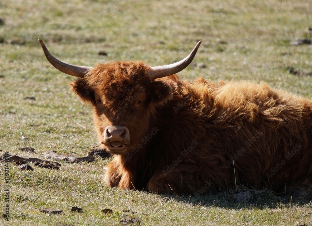 A young Highland calf looking curiously towards the camera with its tongue slightly poking out as it lays on the grass. A young Highland calf looking curiously towards the camera with its tongue slightly poking out as it lays on the grass.