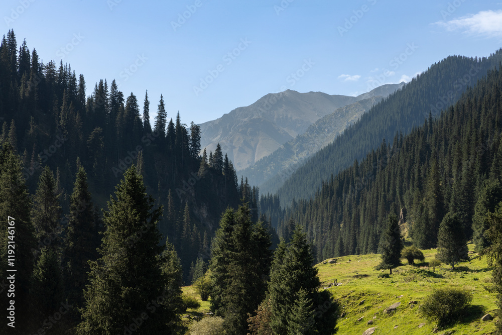 Fototapeta premium Picturesque valley with Tien Shan spruce trees and green meadows and rolling hills