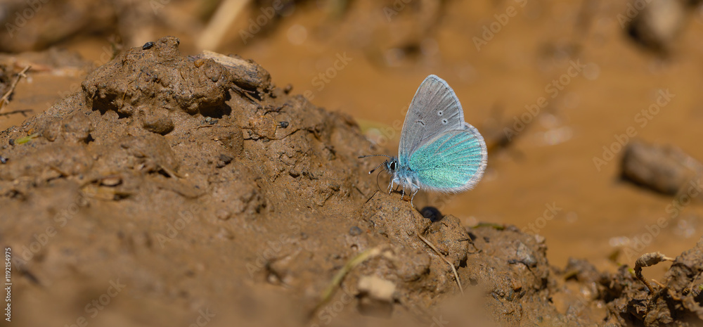 small blue butterfly on the ground, Pontic Blue, Polyommatus coelestinus