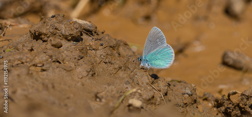 Obraz na płótnie small blue butterfly on the ground, Pontic Blue, Polyommatus coelestinus
w salonie