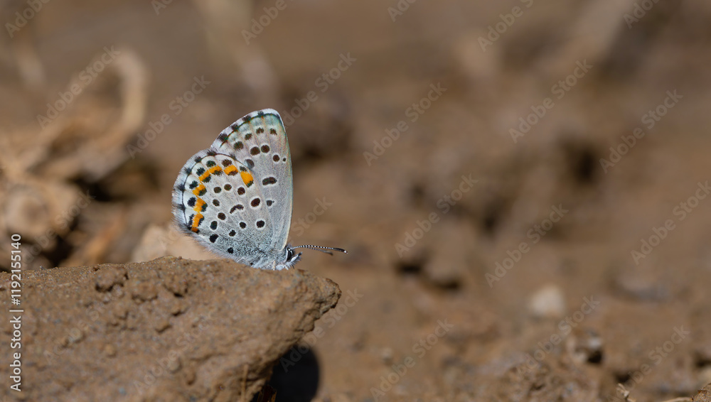 tiny blue butterfly picking minerals from the ground, Bavius Blue, Rubrapterus bavius