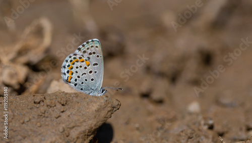 Obraz na płótnie tiny blue butterfly picking minerals from the ground, Bavius Blue, Rubrapterus bavius w salonie