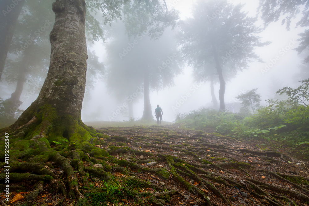 A foggy forest and tree roots sticking out of the ground