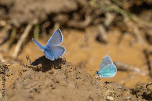 Obraz na płótnie small blue butterfly on the ground, Pontic Blue, Polyommatus coelestinus
w salonie