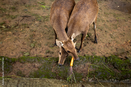 Bawean Deer or Hyelaphus Kuhlii, a highly threatened species of deer endemic to the island of Bawean in Indonesia.