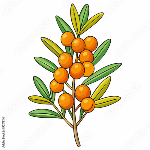 sea buckthorn isolated on white