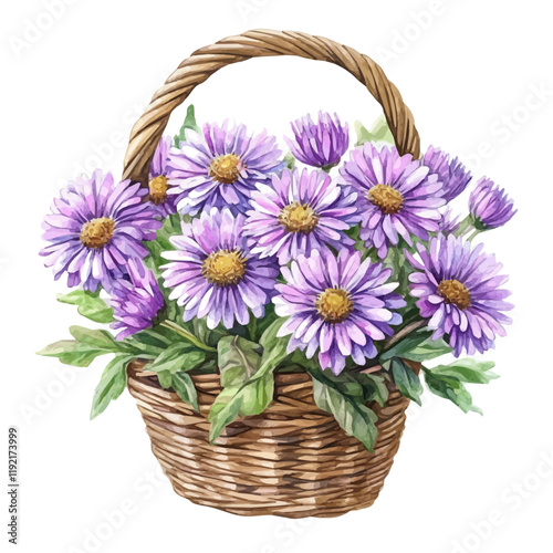A watercolor of an Aster bouquet in a basket, isolated on a white background. Aster bouquet vector.
