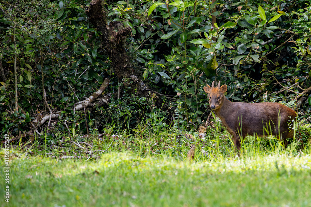Fototapeta premium A southern pudu (Pudu puda) at the forest edge. Chiloé, Chile.