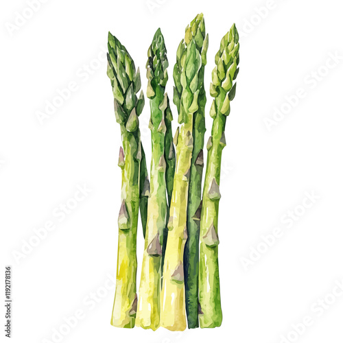 A watercolor of fresh asparagus spears, isolated on a white background. Asparagus vector.
