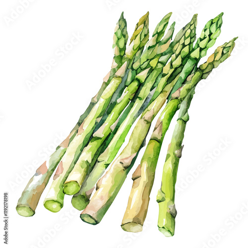 A watercolor of fresh asparagus spears, isolated on a white background. Asparagus vector.

