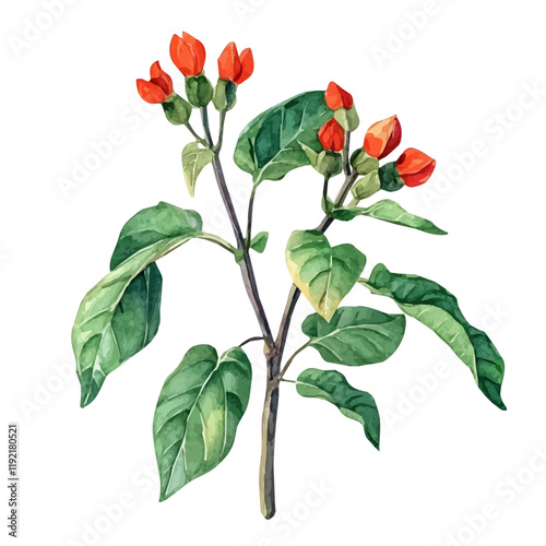 A watercolor painting of ashwagandha root, isolated on a white background. Ashwagandha vector.
