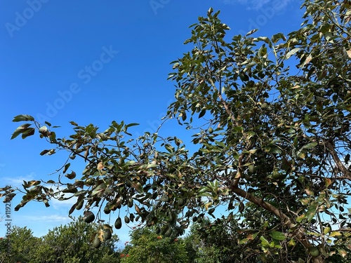 Sharwil Avocado Tree Holualoa Hawaii