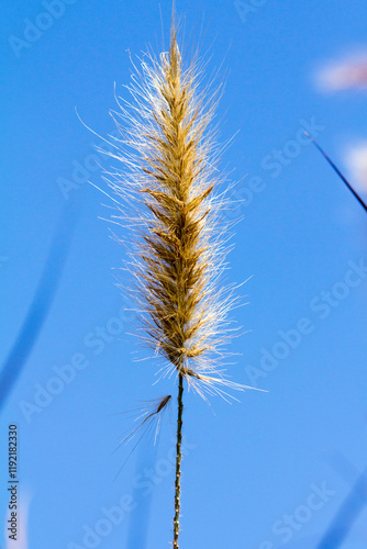 Desho grass, Pennisetum pedicellatum with sky