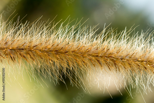 Desho grass or we call grass ,Pennisetum pedicellatum