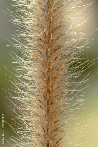 Pennisetum pedicellatum