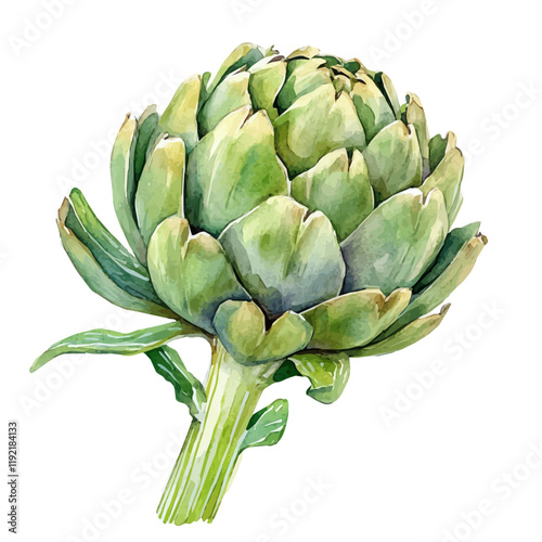 A watercolor of a fresh artichoke, isolated on a white background. Artichoke vector.
