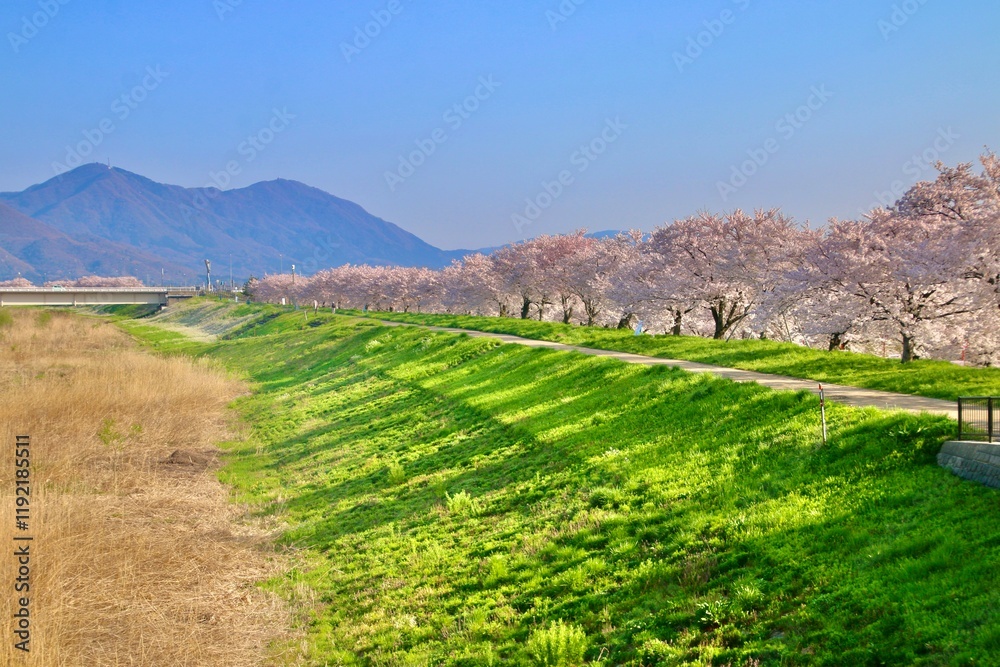 Fototapeta premium 大河津分水の桜並木（新潟県・燕市）
