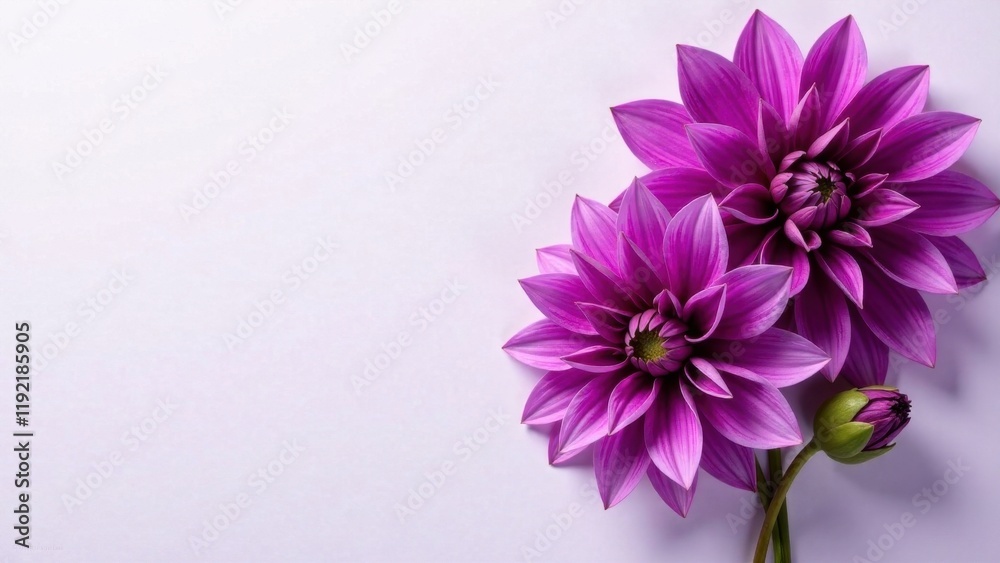 Lovely Purple Dahlias on Pale Background A Delightful Floral Arrangement for Design Projects Lovely Purple Dahlias on Pale Background A Delightful Floral Arrangement for Design Projects