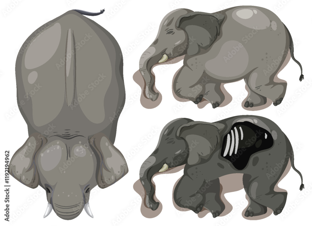 Fototapeta premium Elephant Anatomy and Perspectives Illustration