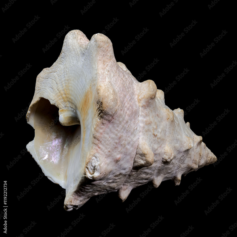 Tectus dentatus or toothed top shell on black background Tectus dentatus or toothed top shell on black background